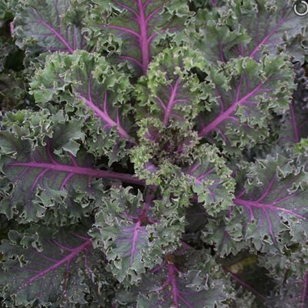 Roulette, Kale Seed - Packet image number null